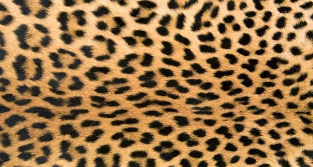 socesecre leopardo