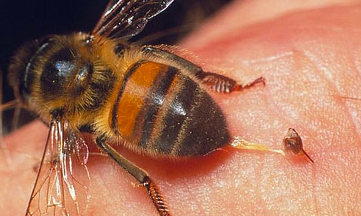 picainseto abelha