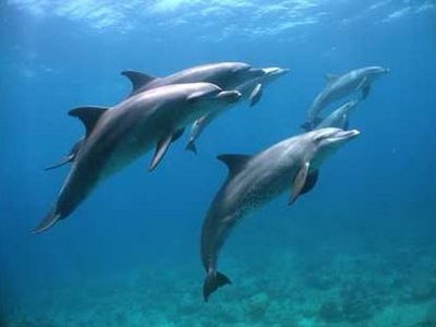golfinhos345