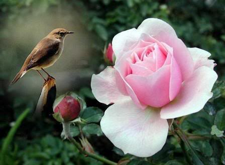 rosa-passarinho