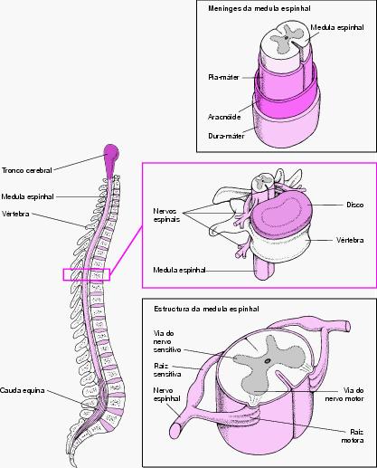 vertebral1