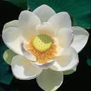 A Flor de lotus