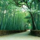 A Floresta de Bambus de Kyoto