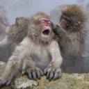 O centésimo macaco - ressonância morfica