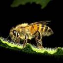 O misterioso sumiço das abelhas agora também no Brasil