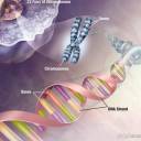 14 informações curiosas sobre os exames de DNA