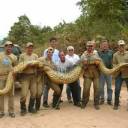 Cobra gigante engole dentista que pescava. Fatos extraordinários sobre a Sucuri.