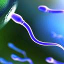 Espermatozoides são criados em laboratório pela 1ª vez no Japão