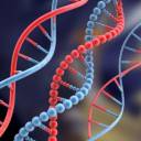 Vencedor do Nobel afirma que moléculas de DNA podem se 