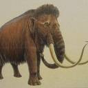 Cientistas decifram genoma do mamute e ja falam de 