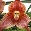 Orquídea com cara de macaco?