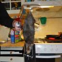 Rato de 39,5 centímetros assusta família na Suécia