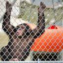 Habeas corpus para um chimpanzé