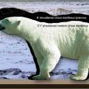 Urso Polar, o maior carnívoro terrestre
