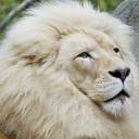 Leão Branco