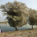 Enchentes no Paquistão provocam espetáculo de teias de aranha em árvores