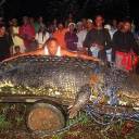 Crocodilo gigante capturado vivo nas Filipinas