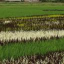 Arte nas plantações de arroz do Japão