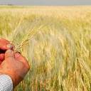 A parábola do fazendeiro e do trigo