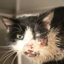 Gato reaparece vivo 5 dias depois de ter sido enterrado! 