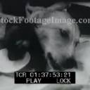 Experimentos Soviéticos - Cão de Duas Cabeças
