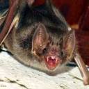 O Simbolismo do Morcego