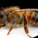 Por que as abelhas africanas são tão perigosas?