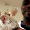 Em Moçambique, ratos treinados detectam tuberculose pelo cheiro