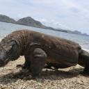 Ilha de Komodo é fechada porque as pessoas continuam roubando seus terríveis dragões