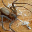 Pomada contra efeitos da picada da aranha-marrom é testada em humanos