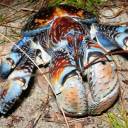 Apocalipse Crustáceo: Caranguejos são flagrados caçando pássaros