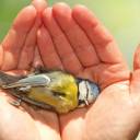 Pesquisa encontra 36 tipos diferentes de pesticidas em ninhos com filhotes de aves mortas