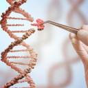 Novas técnicas de engenharia genética apresentam vários riscos