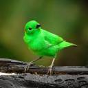 Este pássaro exótico verde é tão brilhante que parece brilhar no escuro