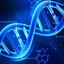 DNA de fita quádrupla visto em células humanas saudáveis ​​pela primeira vez