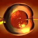 Japão aprova nascimento de embriões híbridos de humanos e animais