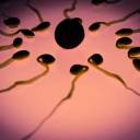 A infecção por COVID-19 pode reduzir a fertilidade em homens