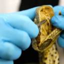 Picadas de cobras mortais: potencial antiveneno descoberto