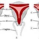Os impactos da vacina contra a Covid-19 no ciclo menstrual