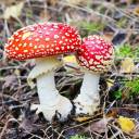 Cogumelos venenosos: conheça tipos e curiosidades