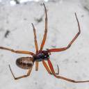 Cientistas confirmam que certas picadas de aranha injetam algo ainda pior que veneno