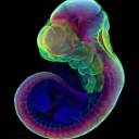 Cientistas desenvolvem embrião de rato em útero artificial