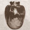 Uma relíquia amaldiçoada italiana: o vaso Bassano