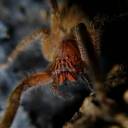 Cientistas transoformam aranhas mortas em ARACHNOBORGS 