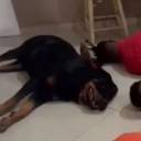 Cachorro 'se rende' junto com suspeitos em operação policial em São Paulo