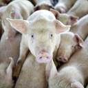China cria 'porcos humanizados' com edição de genes e depois os infecta com coronavírus