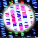 Há uma nova prova que Crispr pode editar genes dentro de corpos humanos