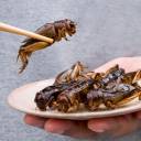 Cientistas de elite pedem que africanos comam assados ​​feitos de insetos