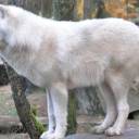 Chineses criam primeiro clone de lobo-do-ártico do mundo