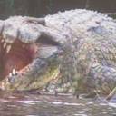 Mitos e Fatos: A Lenda de Gustave, o Crocodilo 'Demônio' da África
